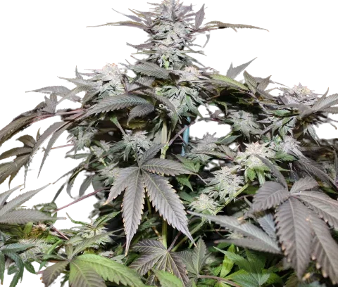 God Bud Cannabis Seeds