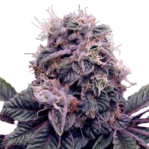 Goldberry Cannabis Seeds