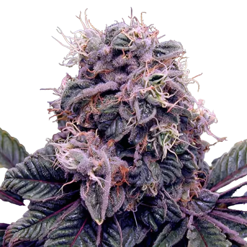 Goldberry Cannabis Seeds