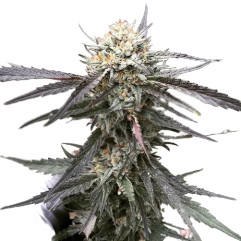 Grandpa Larry OG Cannabis Seeds