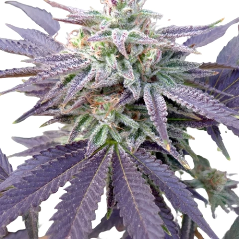 Grape OX Cannabis Seeds