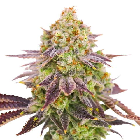 Grape Stomper Cannabis Seeds