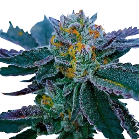 Gravity Cannabis Seeds