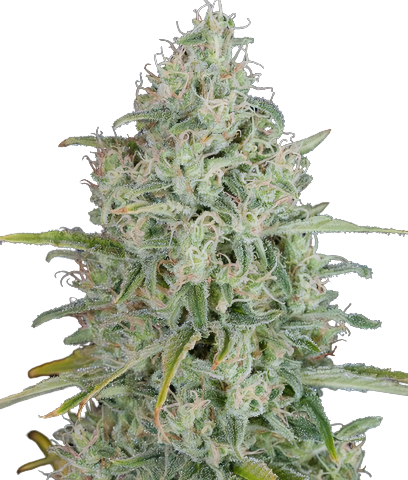 Great White Shark Cannabis Seeds