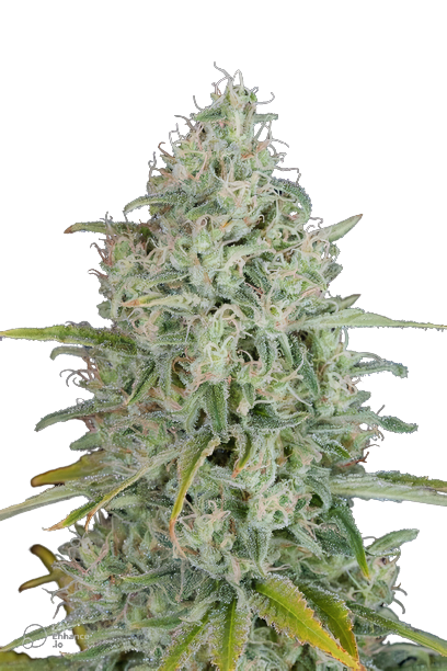 Great White Shark Cannabis Seeds