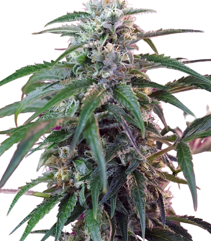 Green Poison Cannabis Seeds