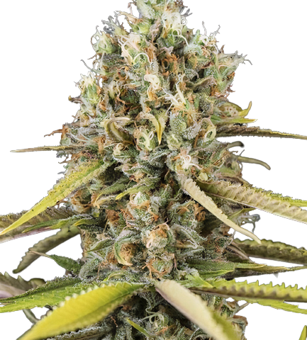 Harle-Tsu CBD Cannabis Seeds