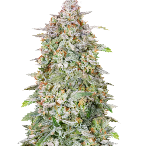 Heavy Duty Fruity Cannabis Seeds