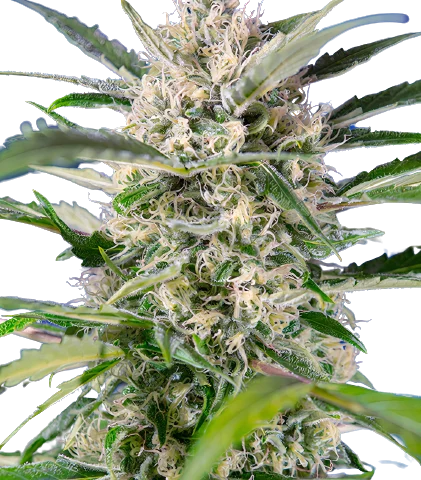 Herijuana Cannabis Seeds