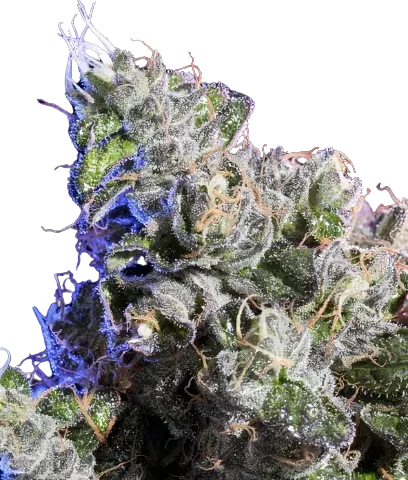 Huckleberry Cannabis Seeds