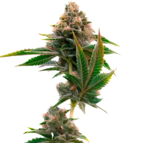 Jedi Cookies Cannabis Seeds