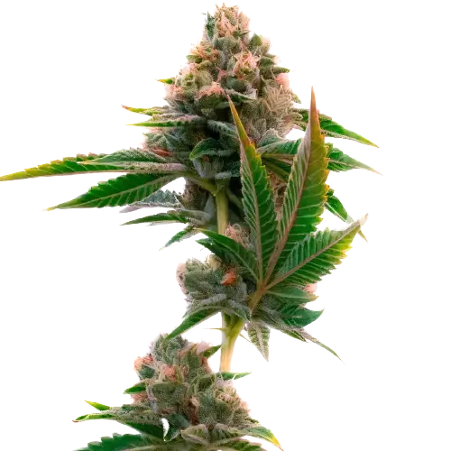 Jedi Cookies Cannabis Seeds