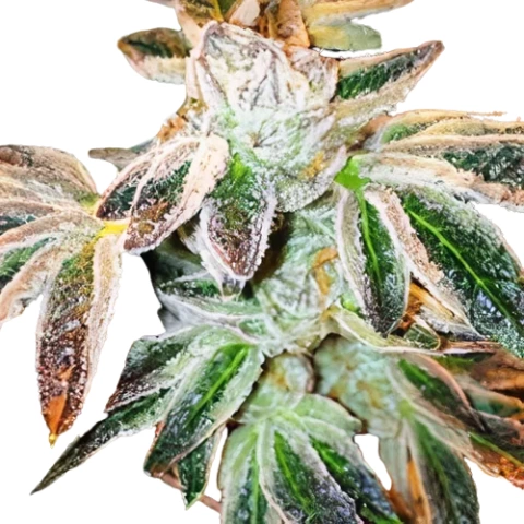 Jupiter OG Cannabis Seeds