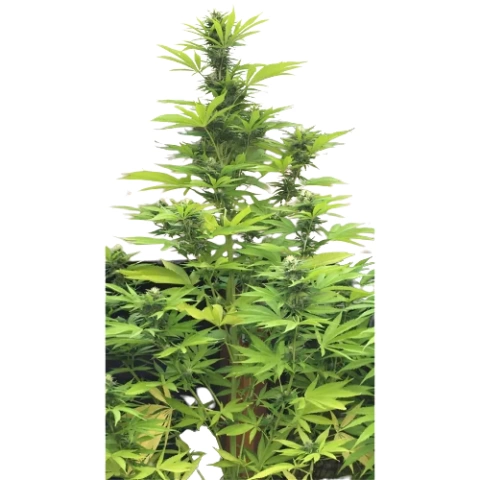 K-Train Cannabis Seeds