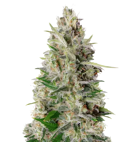Kali Mist Cannabis Seeds