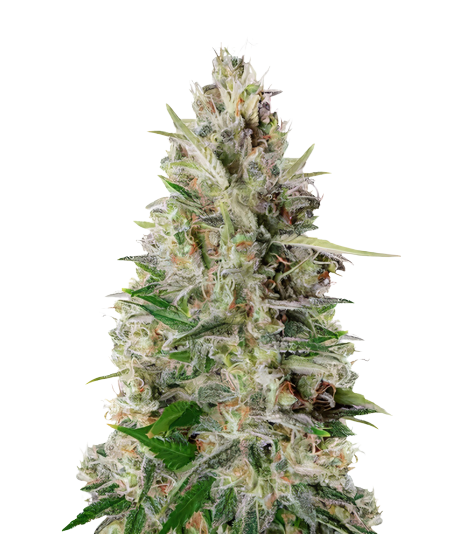 Kali Mist Cannabis Seeds
