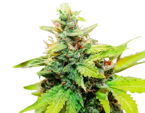 Kryptonite Cannabis Seeds