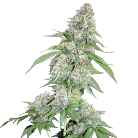 Kush XL Cannabis Seeds