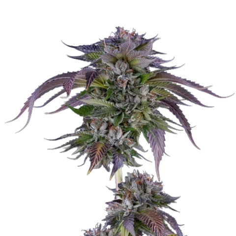 LA Confidential Cannabis Seeds