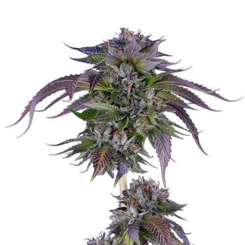 LA Confidential Cannabis Seeds
