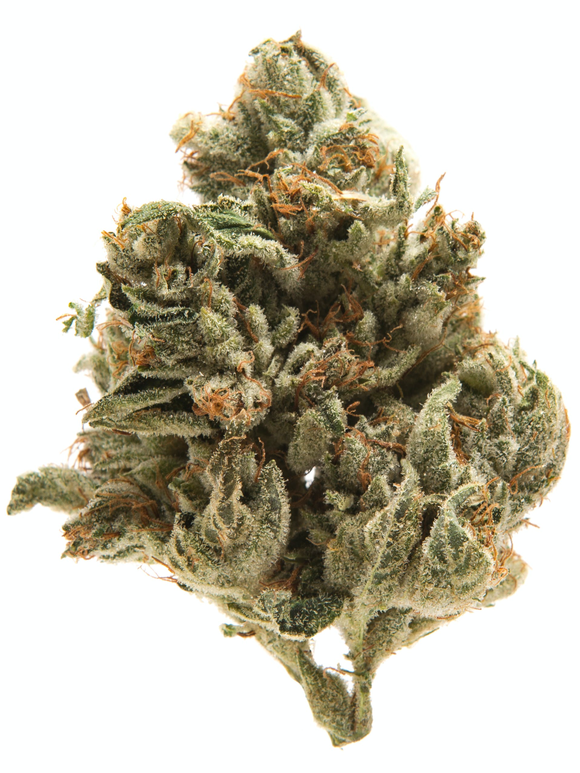 LA Confidential Cannabis Seeds - Image 2