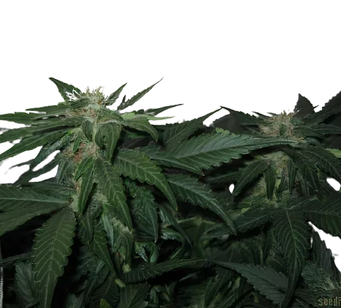 LA Woman Cannabis Seeds