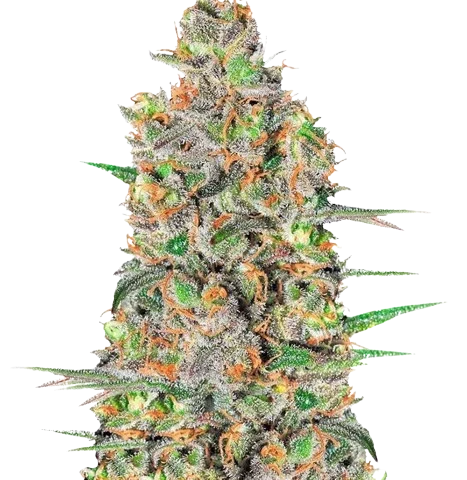 Lavender Cannabis Seeds