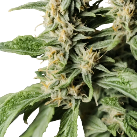 Lemon Jack Cannabis Seeds