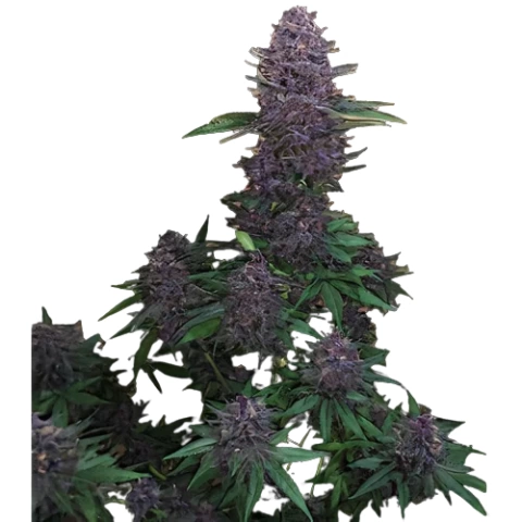 M-39 Cannabis Seeds