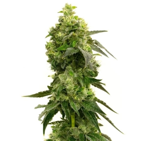 Mango Crack Cannabis Seeds