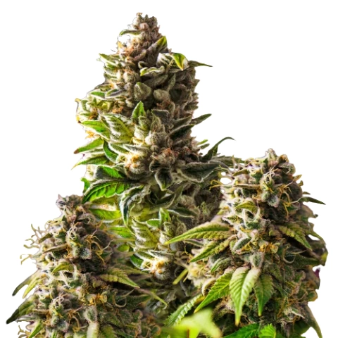 Mango Kush Cannabis Seeds