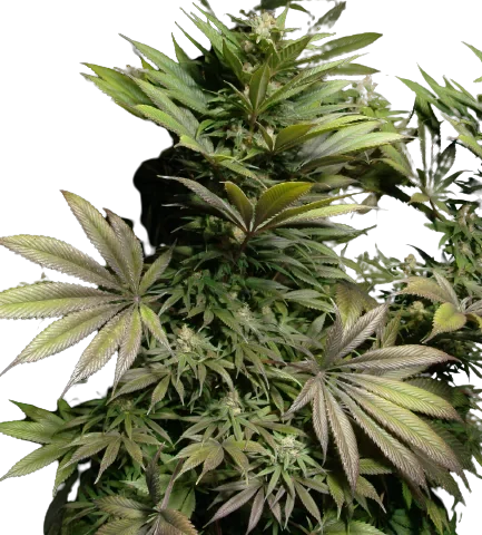 Marionberry Kush Cannabis Seeds