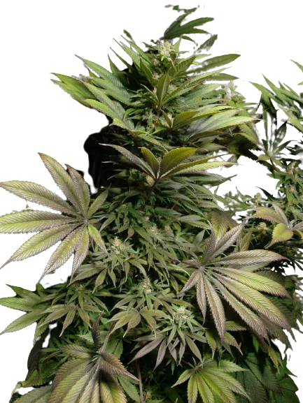 Marionberry Kush Cannabis Seeds