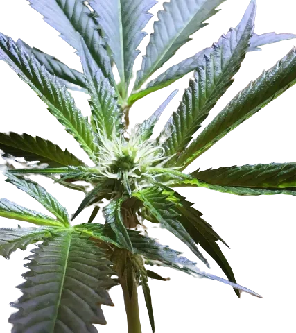 Mars OG Cannabis Seeds