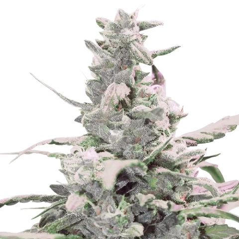 Master Bubba Cannabis Seeds