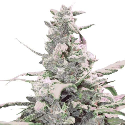 Master Bubba Cannabis Seeds