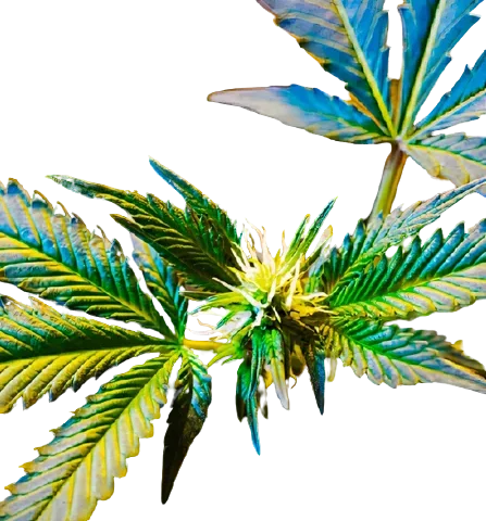 Master Jedi Cannabis Seeds