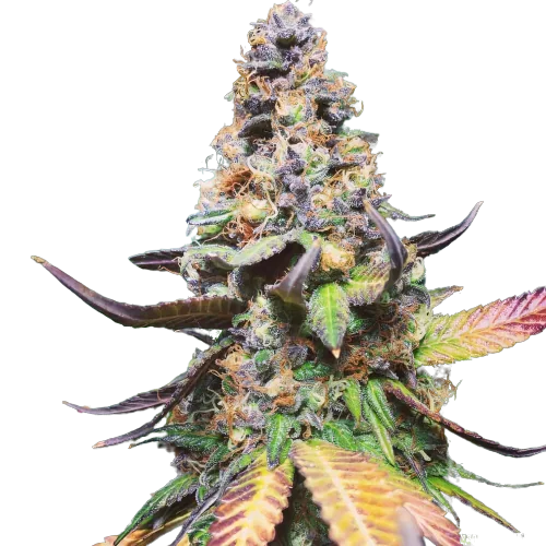 Master Yoda Cannabis Seeds