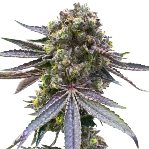 Mazar x Blueberry Cannabis Seeds