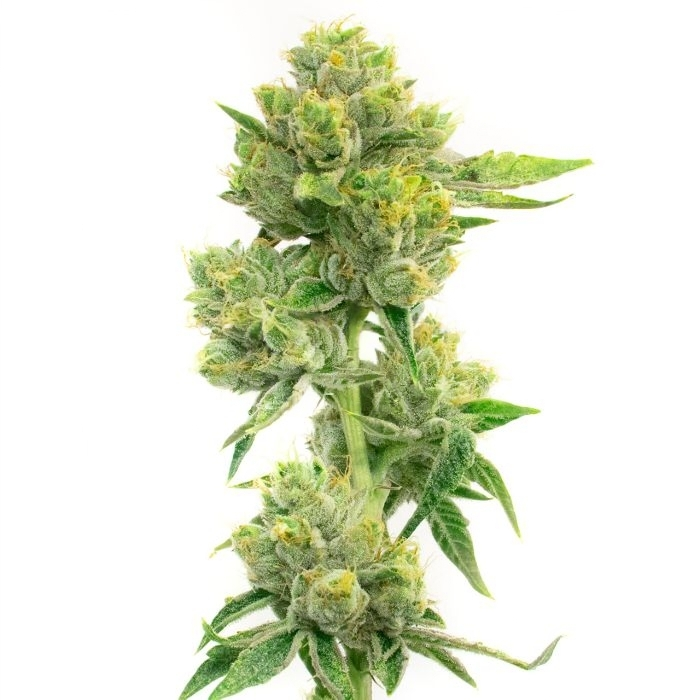 Melting Pot Cannabis Seeds