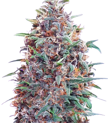 Mendocino Purps Cannabis Seeds