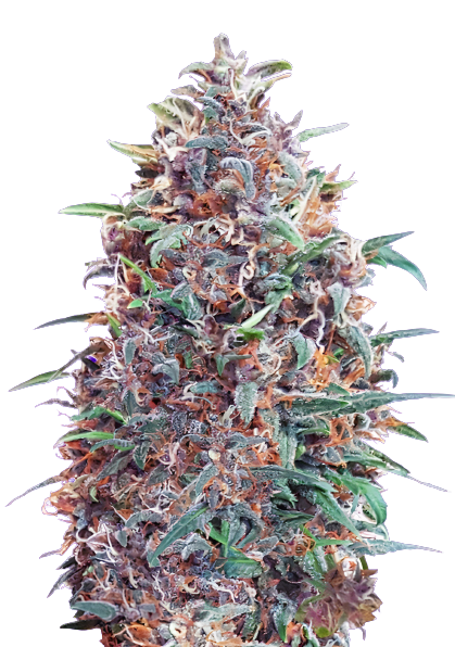 Mendocino Purps Cannabis Seeds