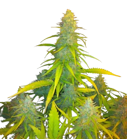 Mexican Haze Cannabis Seeds