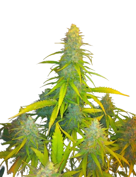 Mexican Haze Cannabis Seeds