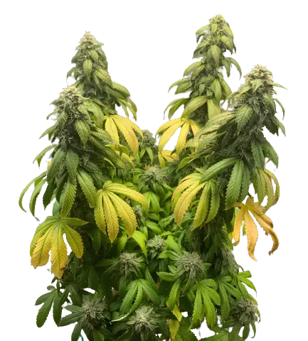 Night Terror OG Cannabis Seeds