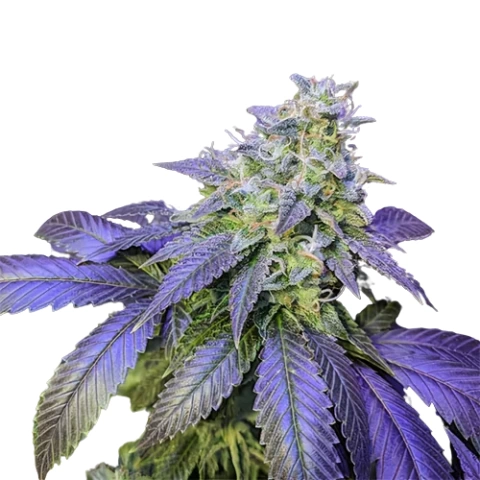 Northern Berry Cannabis Seeds