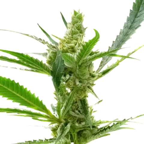 Northern Cream Cannabis Seeds