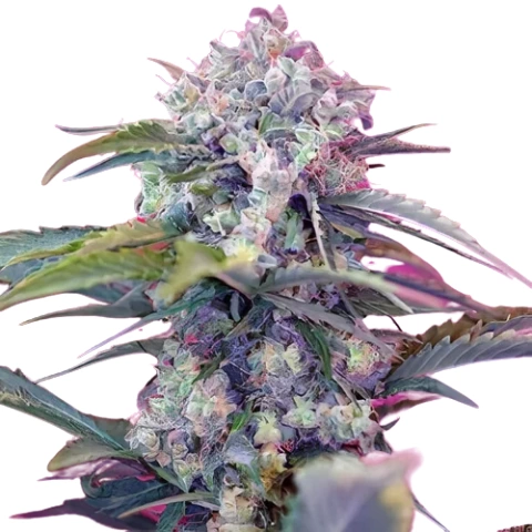 OG Diesel Kush Cannabis Seeds