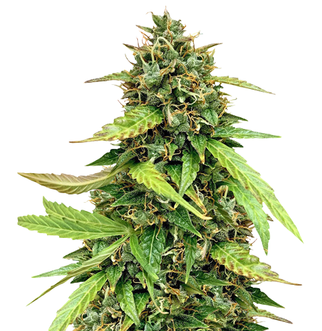OG Chem Cannabis Seeds