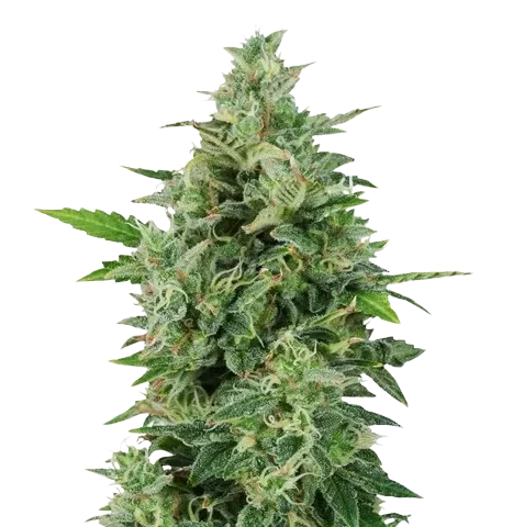 OG Kush Cannabis Seeds